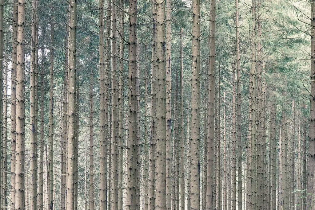 Forêt gérée durablement