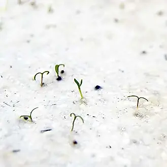 Papier ensemence français parsemains