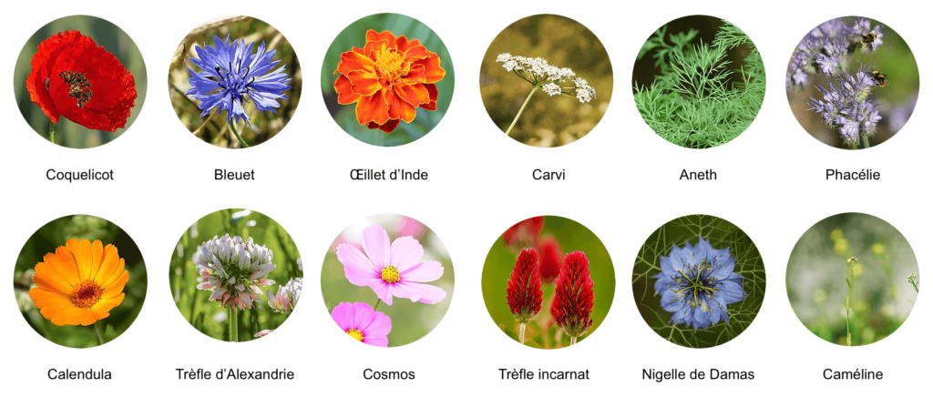 Papier ensemencé graines de fleurs