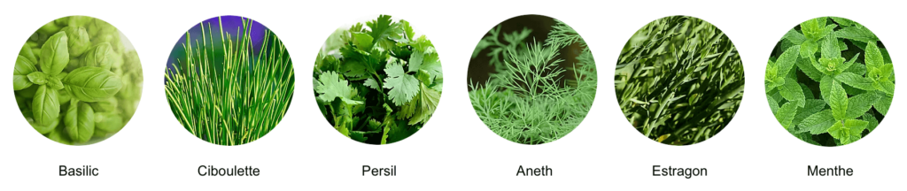 papier ensemencé graine d'aromates