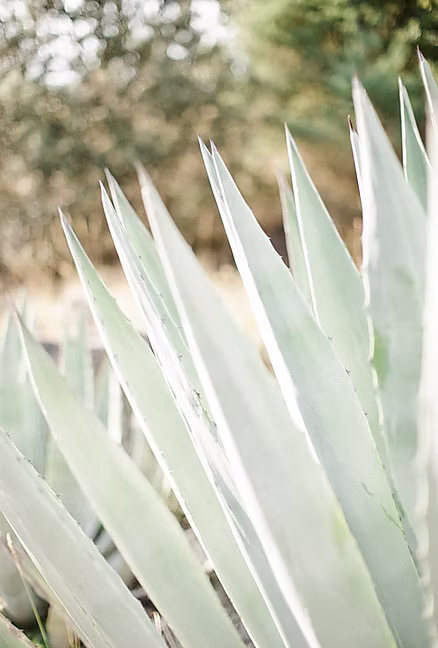 shooting photo mariage au domaine du rey