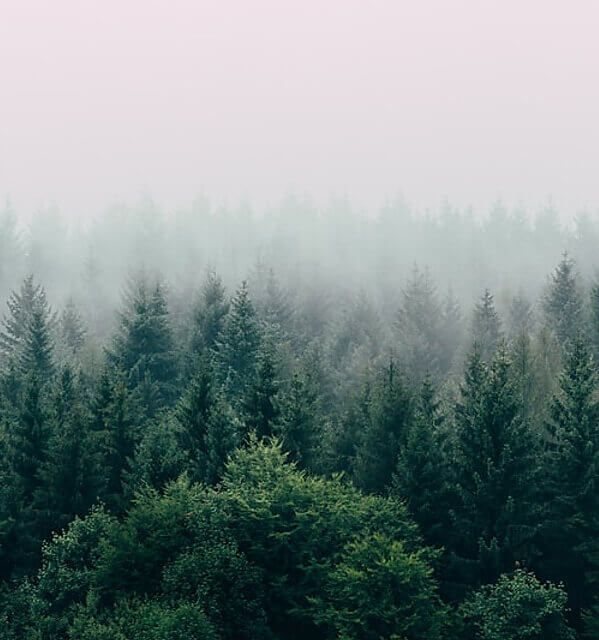 Forêt papier recyclé