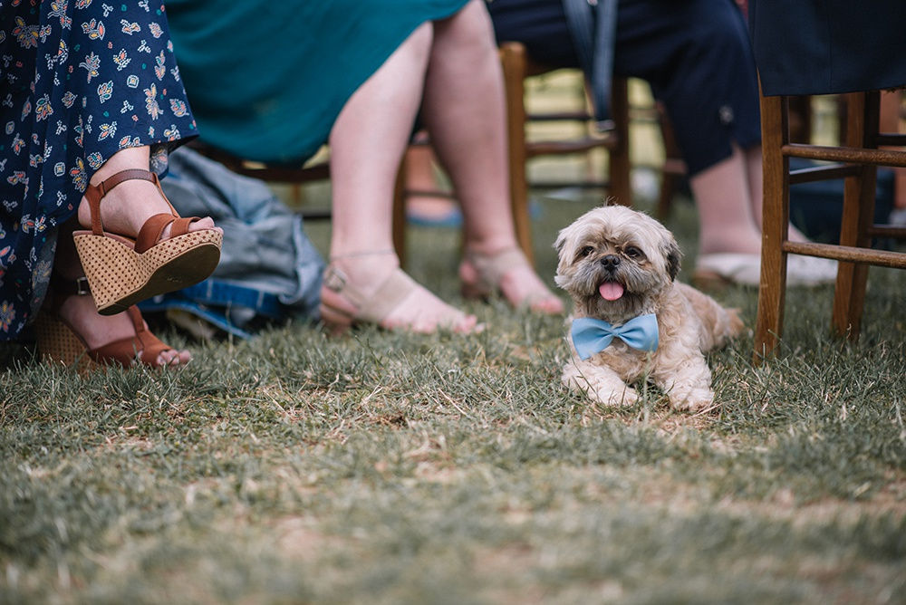 Animaux de compagnie au mariage - chien des mariés
