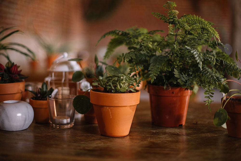 Cadeau invité mariage plantes en pot