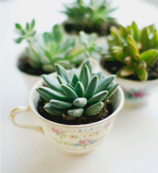 DIY cadeau invité mariage tasse et plante