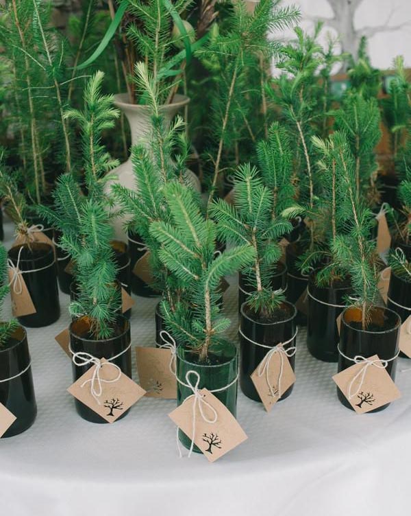Cadeau invité mariage arbre à planter